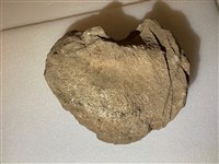 藏品(椰子樹頭)的圖片